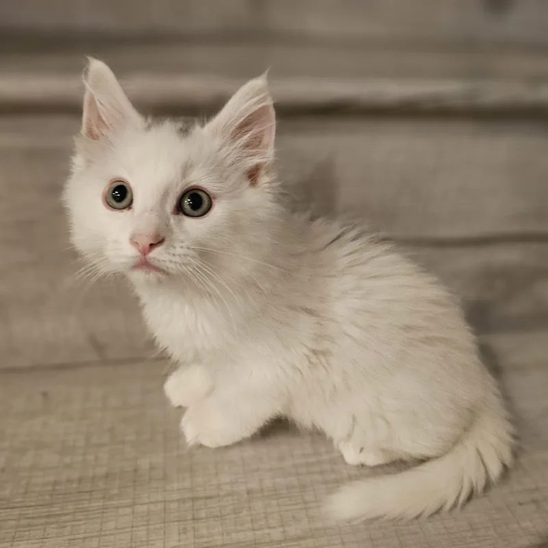 A baby large-sized male White Domestic Long Hair cat named Cumulo for adoption in Omaha, NE