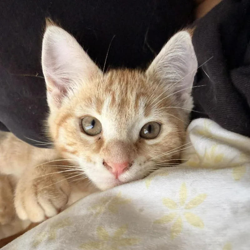 Peter Rabbit thumbnail 3