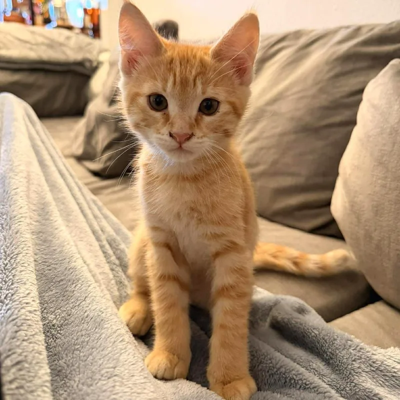 Peter Rabbit thumbnail 4