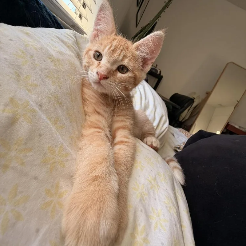 Peter Rabbit thumbnail 5