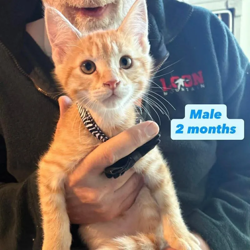 Peter Rabbit thumbnail 6