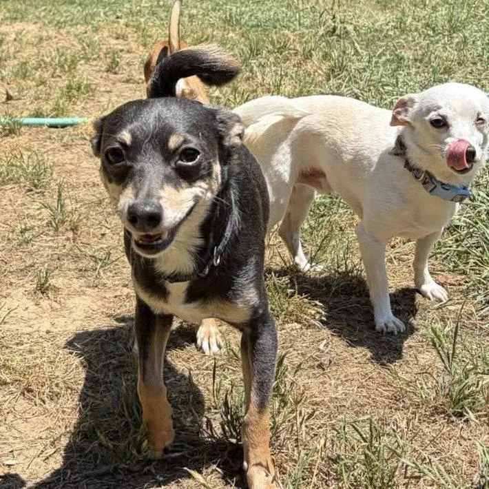 An adult small-sized male Chihuahua dog named Simon for adoption in Hillsborough , NC