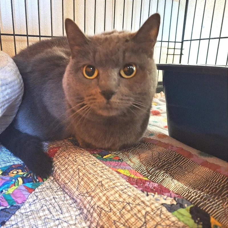 A senior medium-sized female Gray / Blue / Silver Russian Blue cat named Little Bird for adoption in Albert Lea, MN