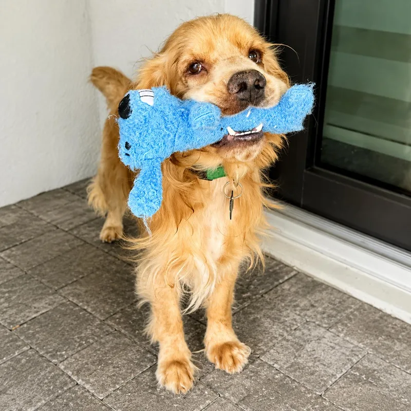 An adult medium-sized male Cocker Spaniel dog named Daniel for adoption in Cape Coral, FL