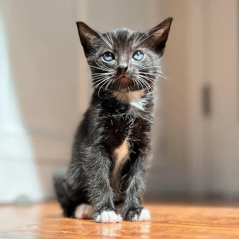 A baby medium-sized male Black American Shorthair cat named Crumbl for adoption in Santa Monica, CA