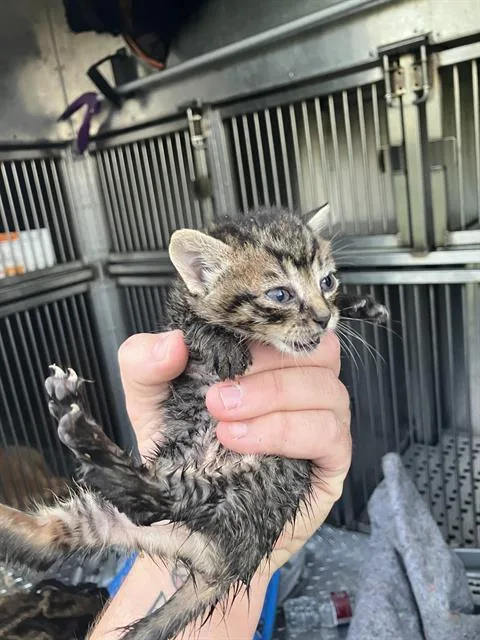 A baby medium-sized female Domestic Medium Hair cat named Buttercup for adoption in Dallas, TX