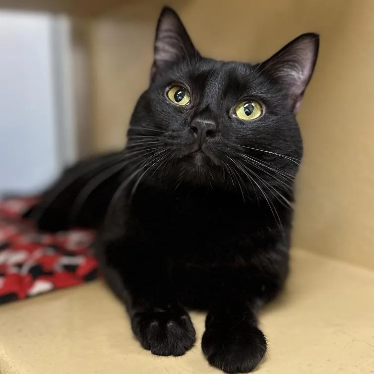 A young medium-sized male Black Domestic Short Hair cat named Berry for adoption in Spokane, WA