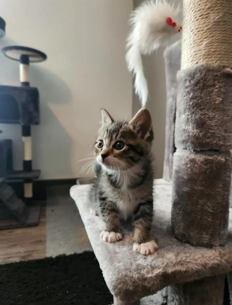 A baby medium-sized male Domestic Short Hair cat named Cricket for adoption in Salt Lake City, UT