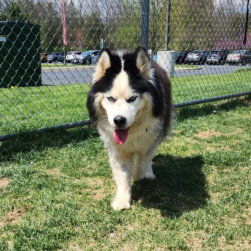 Odysseus thumbnail 2