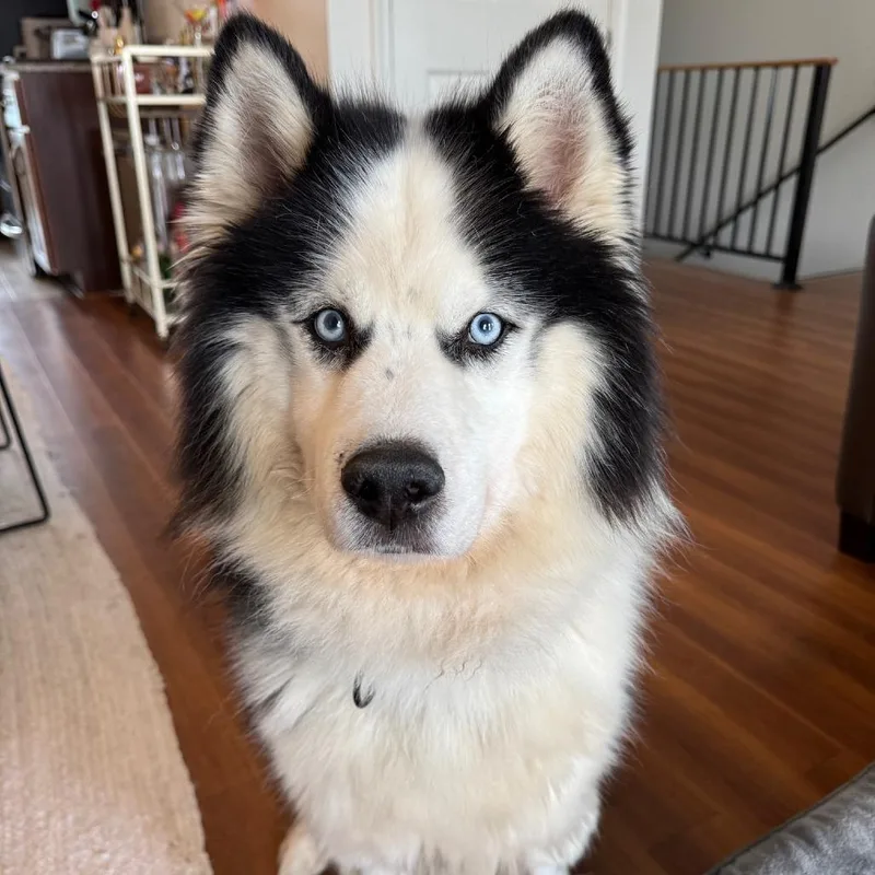 Odysseus thumbnail 4