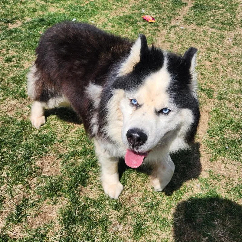 Odysseus thumbnail 5