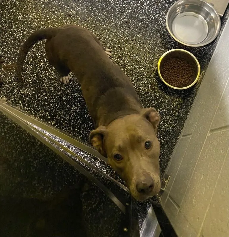 An adult medium-sized female Pit Bull Terrier dog named Gypsy for adoption in Jackson, TN