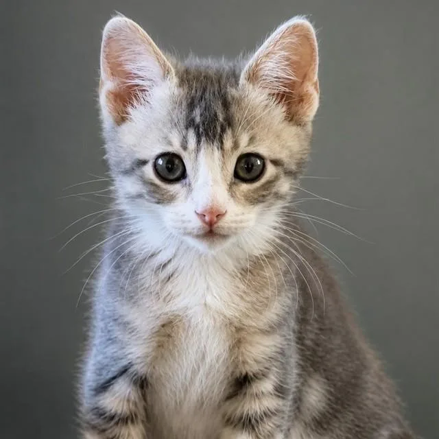 A baby small-sized male Domestic Short Hair cat named Simba for adoption in Auburn, CA