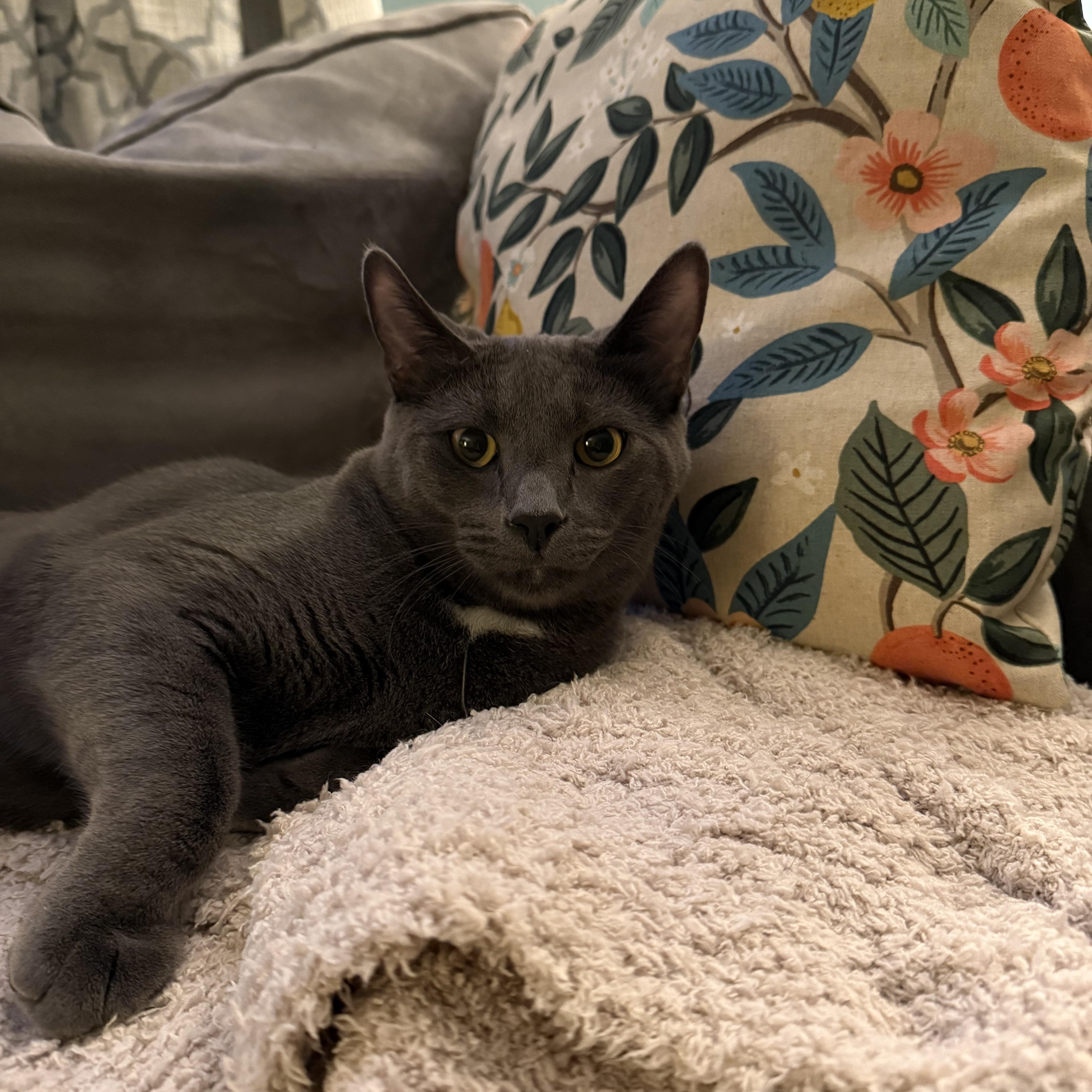 A young medium-sized male Gray / Blue / Silver Domestic Short Hair cat named Sprout for adoption in South Euclid, OH