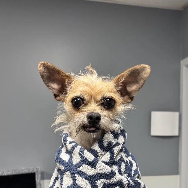 A baby small-sized male Yellow / Tan / Blond / Fawn Mixed Breed dog named ARLBStray for adoption in Birdsboro, PA
