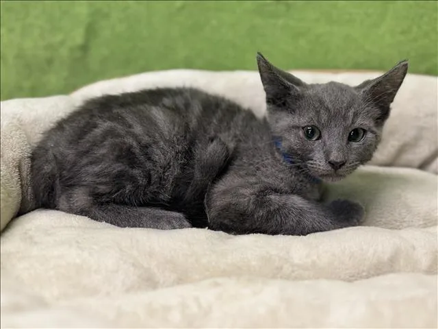 A baby small-sized male Domestic Short Hair cat named Logan for adoption in San Pedro, CA