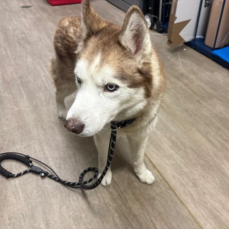 A senior medium-sized male Brown / Chocolate Husky dog named Nanook for adoption in Pasadena, CA