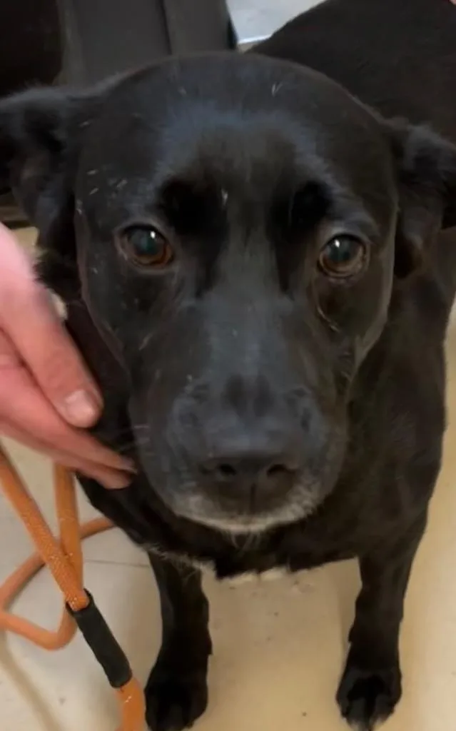 A young medium-sized female Mountain Cur dog named Millie Ann for adoption in Elizabethton, TN