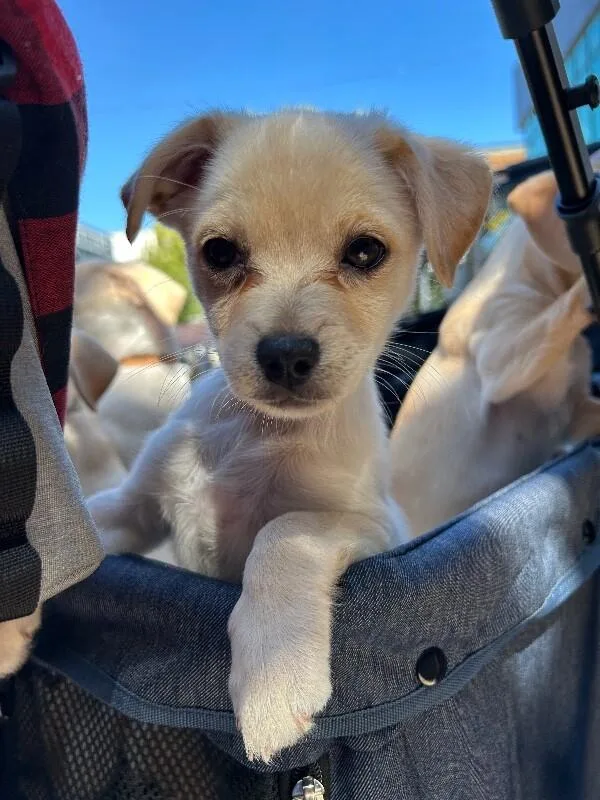 A baby small-sized female Mixed Breed dog named Gloria for adoption in Van Nuys, CA