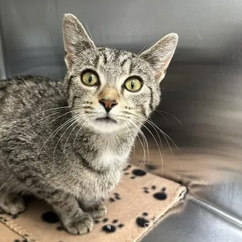 An adult small-sized female Brown / Chocolate Domestic Short Hair cat named Tanya for adoption in Indianapolis, IN