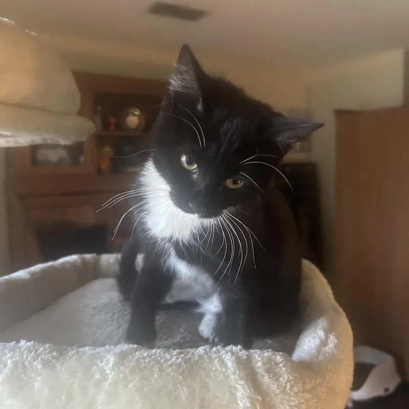 A baby small-sized female Black Domestic Short Hair cat named Dixie for adoption in San Antonio, TX