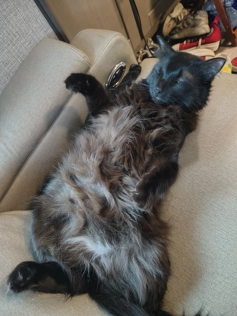 An adult large-sized male Black Domestic Medium Hair cat named Morpheus for adoption in Tyler, TX