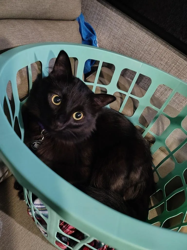 Morpheus thumbnail 3