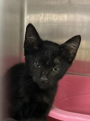 A baby medium-sized male Domestic Short Hair cat named Chili for adoption in Picayune, MS
