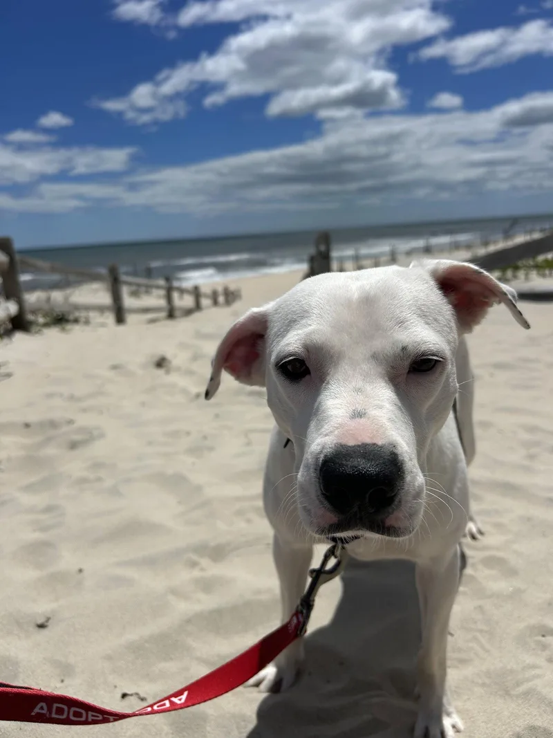 A young large-sized female American Staffordshire Terrier dog named Shelby Special Girl! for adoption in Oakhurst, NJ