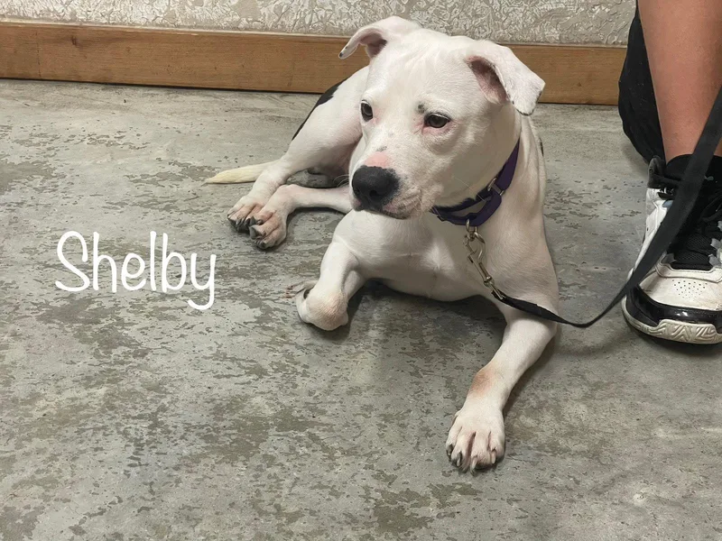 Shelby Special Girl! thumbnail 3