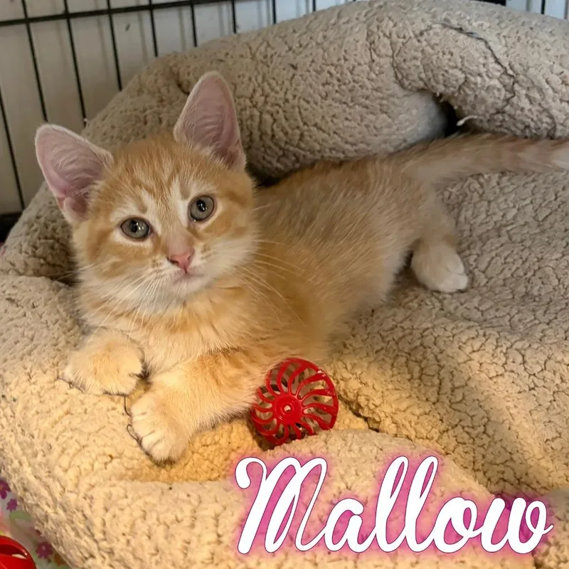 A baby small-sized female Domestic Short Hair cat named Mallow for adoption in Hillsboro, OH