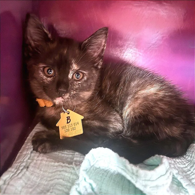 A baby small-sized female Black Domestic Short Hair cat named Biscuit for adoption in Springfield, MA