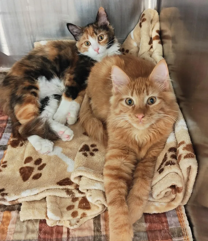 A baby small-sized male Calico Domestic Medium Hair cat named Grant and Savannah for adoption in Bloomsdale, MO