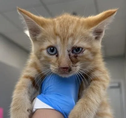 A young small-sized male Domestic Short Hair cat named Bob for adoption in Lafayette, IN