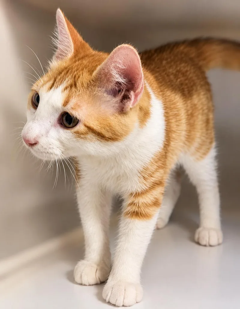 A young medium-sized male Orange & White Domestic Short Hair cat named Eros for adoption in Scottsdale, AZ