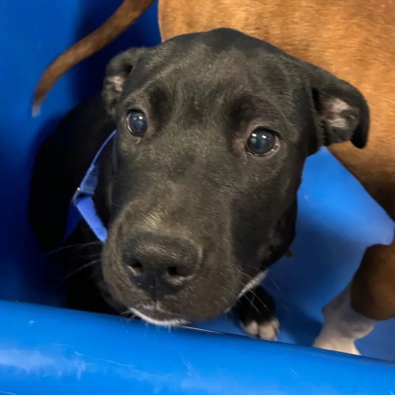 A baby large-sized male Black Pit Bull Terrier dog named Werewolf for adoption in Greensboro, NC
