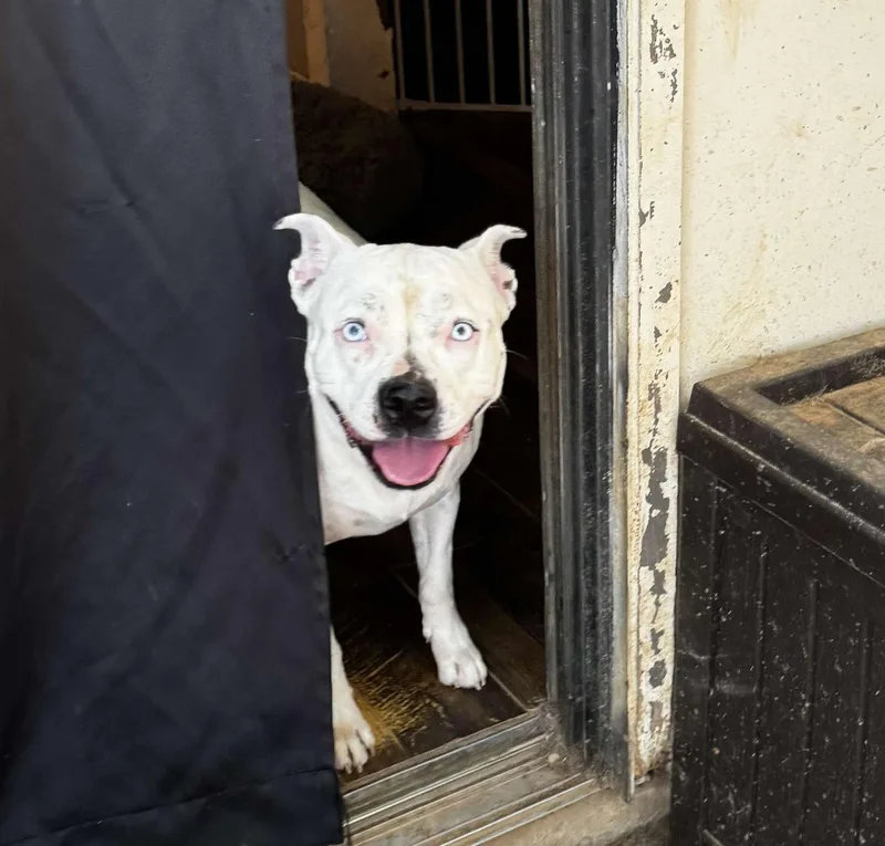 Bluebelle thumbnail 3