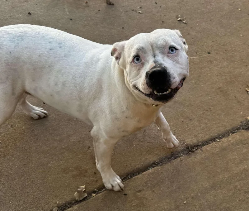 Bluebelle thumbnail 4