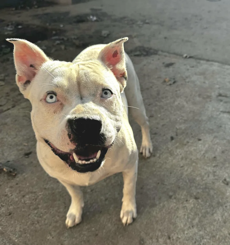 Bluebelle thumbnail 5