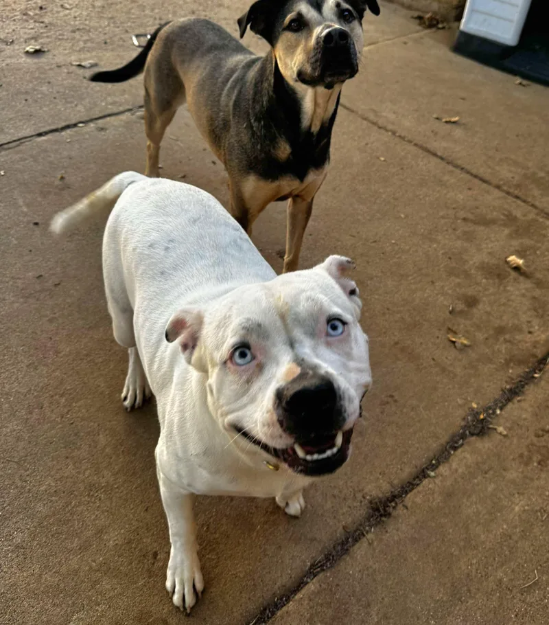 Bluebelle thumbnail 6