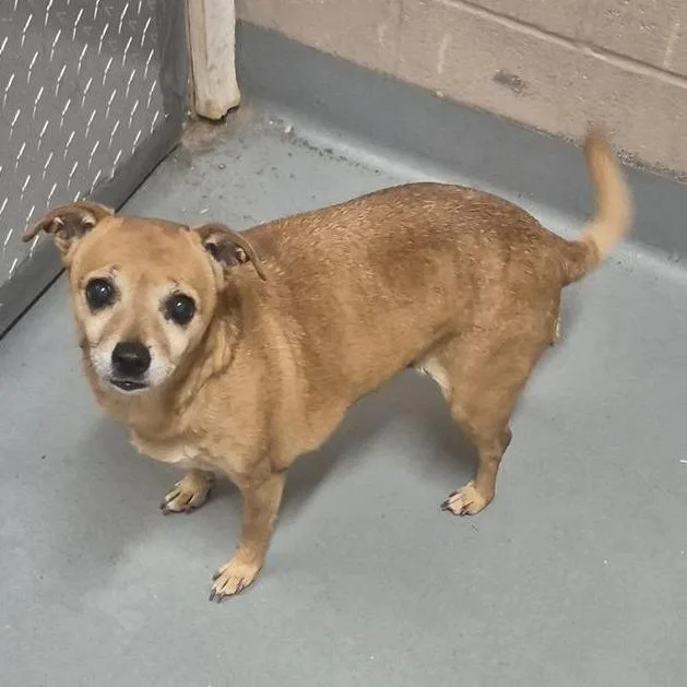 A senior small-sized female Yellow / Tan / Blond / Fawn Chihuahua dog named Penny for adoption in Tacoma, WA