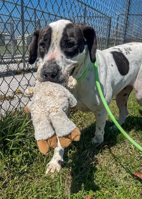 An adult large-sized male Hound dog named Rupert for adoption in Rogers, AR