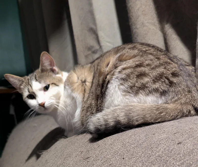 A young medium-sized female White Domestic Short Hair cat named Little Honey for adoption in Lincoln, NE