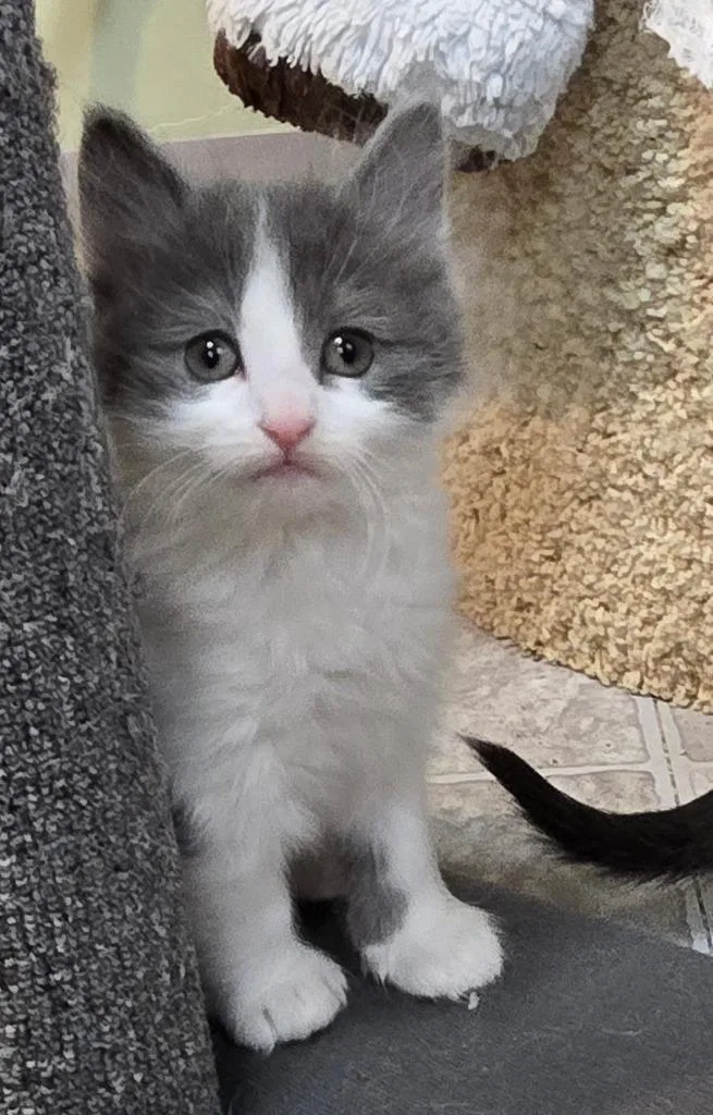 A baby medium-sized male Domestic Short Hair cat named Dandy  No Longer for adoption in Minneapolis, MN