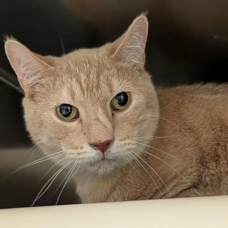A senior large-sized male Buff / Tan / Fawn Domestic Short Hair cat named Colby for adoption in Milan, IL