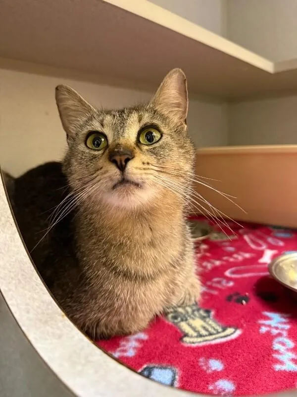An adult medium-sized female Tabby (Brown / Chocolate) Domestic Short Hair cat named Momma Mimosa for adoption in Osseo, MI