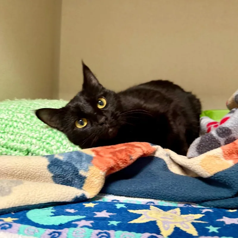 An adult medium-sized female Domestic Short Hair cat named Void for adoption in Great Falls, MT