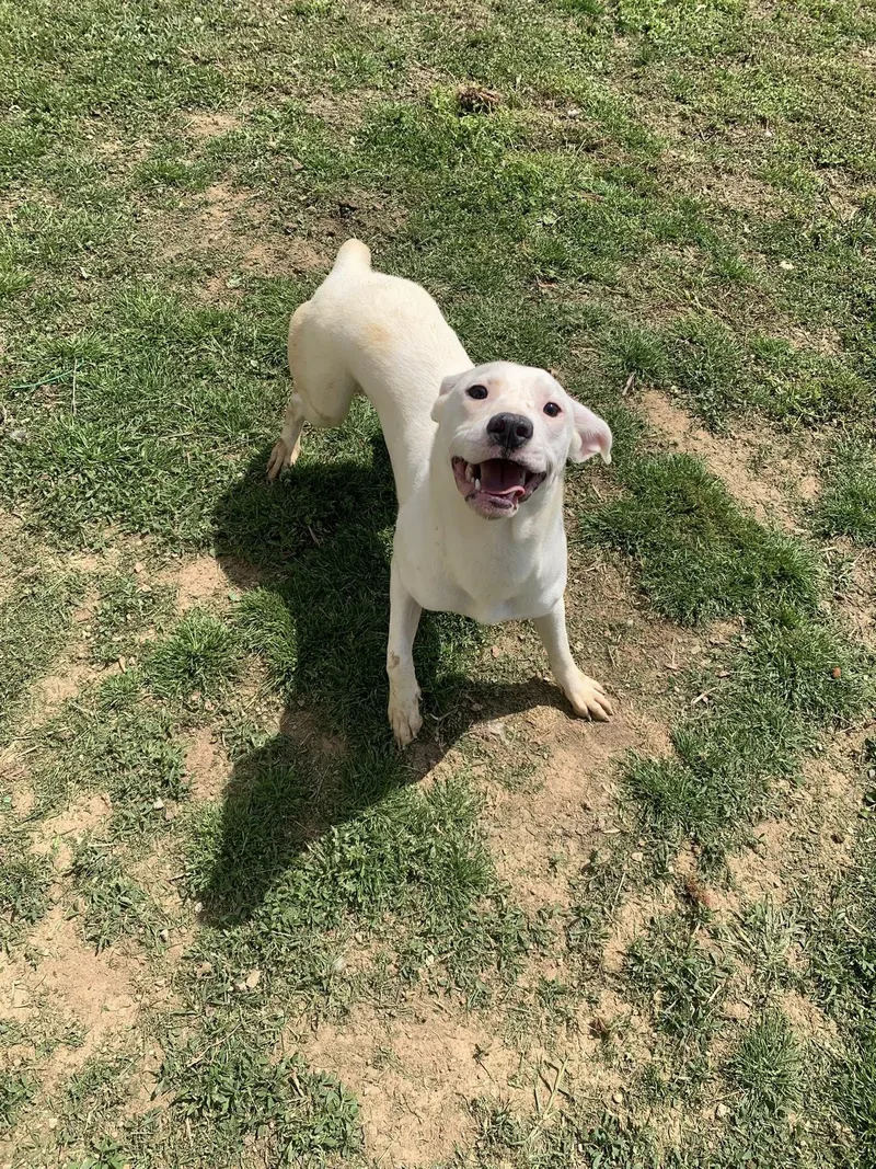 A young large-sized female Labrador Retriever dog named Stretch for adoption in Fairfield, IL