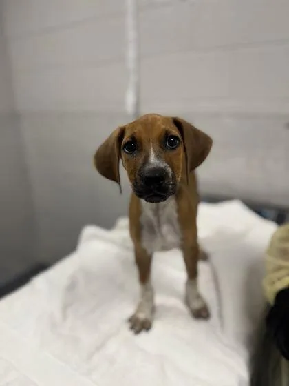 A baby medium-sized female Hound dog named Orchid for adoption in Sevierville, TN