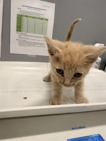 A baby small-sized male Domestic Medium Hair cat named Tim Curry for adoption in San Martin, CA